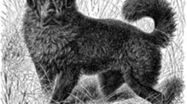 Timeline: History Anchor 5: TimeToasting Lewis and Clark Expidition; Duncan Rightler