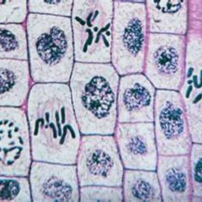 Timeline: The Story of Cells