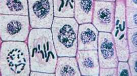 Timeline: The Story of Cells