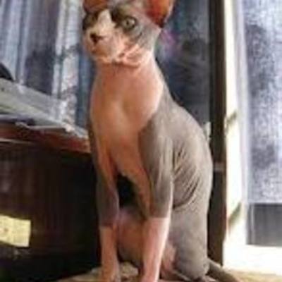 Timeline: The Sphynx Cat