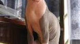 Timeline: The Sphynx Cat