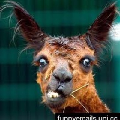 Timeline: Medevil Ages