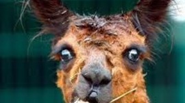 Timeline: Medevil Ages