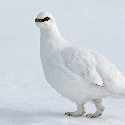 Timeline: SKOTVÍS - Rjúpnaveiðar