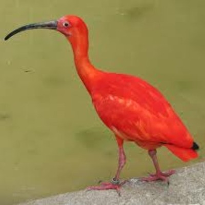 Timeline: The Scarlet Ibis
