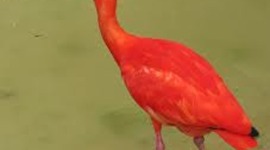 Timeline: The Scarlet Ibis