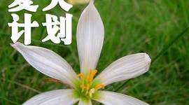 Timeline: 08 Summer Project