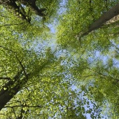 Timeline: The History of Environmental Laws