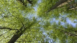 Timeline: The History of Environmental Laws