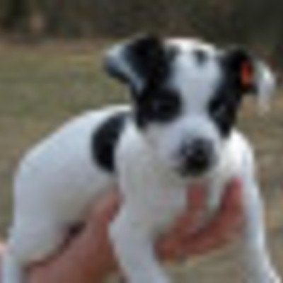 Timeline: Bandit the Dog