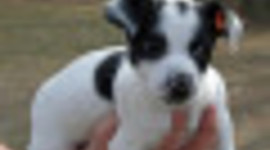 Timeline: Bandit the Dog