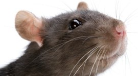 Timeline: Timeline of Bubonic Disease