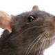 Rat