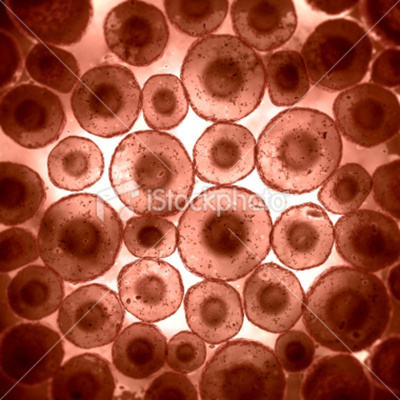 Timeline: Cell Theory & Microscopes