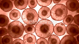 Timeline: Cell Theory & Microscopes