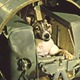 First dog in space laika