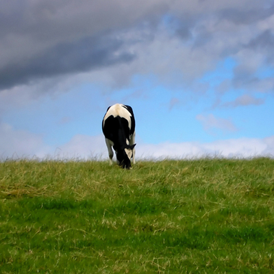 Timeline: Countdown to victory: the eradication of rinderpest