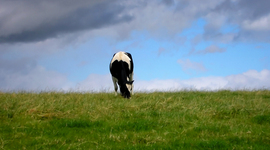 Timeline: Countdown to victory: the eradication of rinderpest