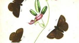 Timeline: History of the DNA Structure