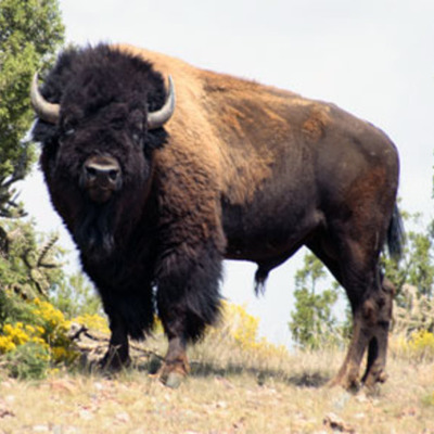 Timeline: First Nations Assignment doohikkie