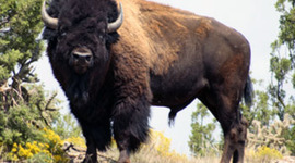 Timeline: First Nations Assignment doohikkie