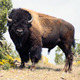 Buffalo wallpapers 7219