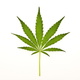 6005cannabis leaf
