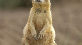 Timeline: Chris R and Joe Empoliti