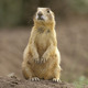 Prairiedog1