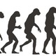 Evolucion humana3