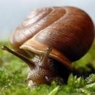 Timeline: the evolution of snails