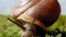 Timeline: the evolution of snails