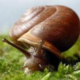 Snails