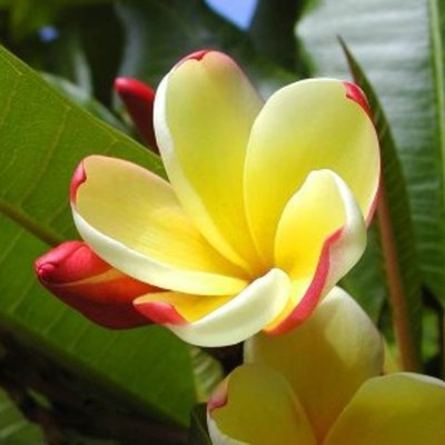 Timeline: Chelsey Turner