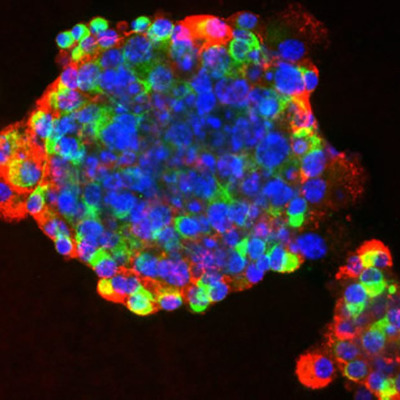 Timeline: Stem Cells Through Time