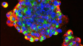 Timeline: Stem Cells Through Time