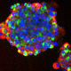 Stem cell 12 lancastria