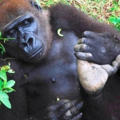 Timeline: Poaching in Cameroon