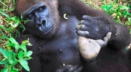 Timeline: Poaching in Cameroon