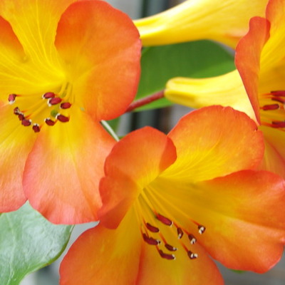 Timeline: hazels adventure