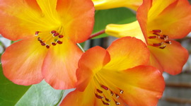 Timeline: hazels adventure