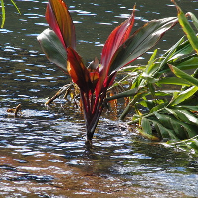 Timeline: History of Santa Anna California