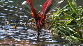 Timeline: History of Santa Anna California