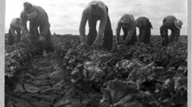 Timeline: Cajas- Lila Brock