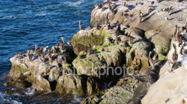 Timeline: Geologic Timescale