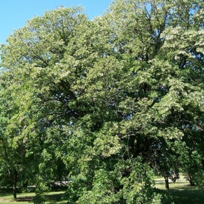 Timeline: The Linden Tree