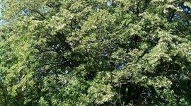 Timeline: The Linden Tree