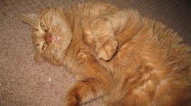 Timeline: Floyd's Life