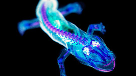 Timeline: French Revolution