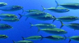 Timeline: Agenda de nos formations en aquaculture